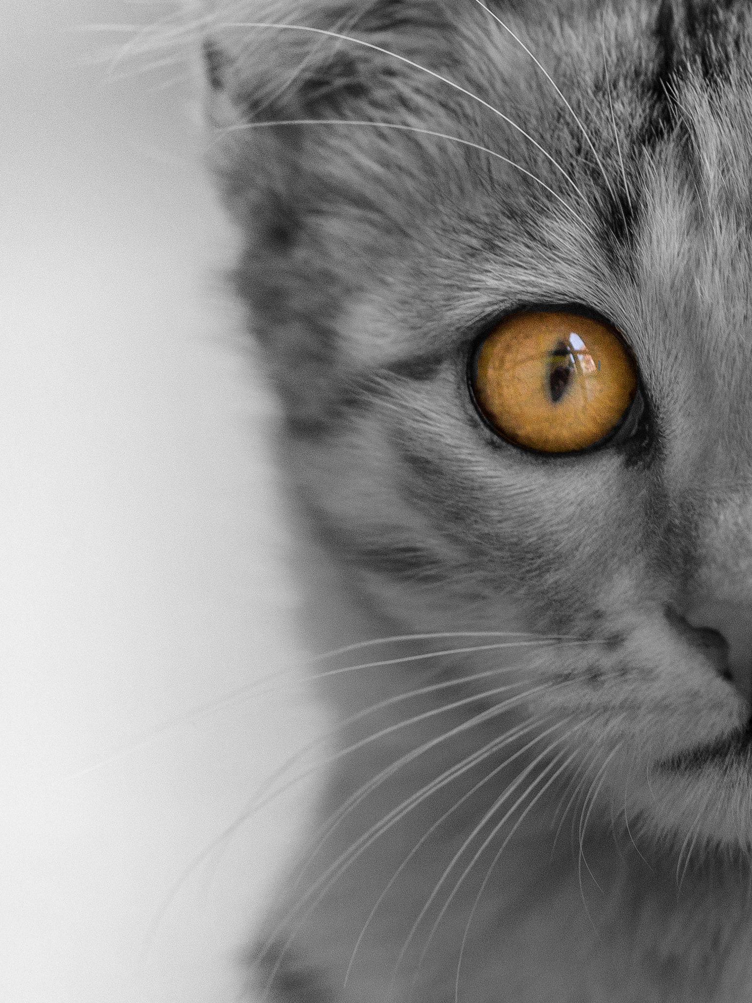 Canon EF 100mm F2.8 Macro USM sample photo. Color splash photography