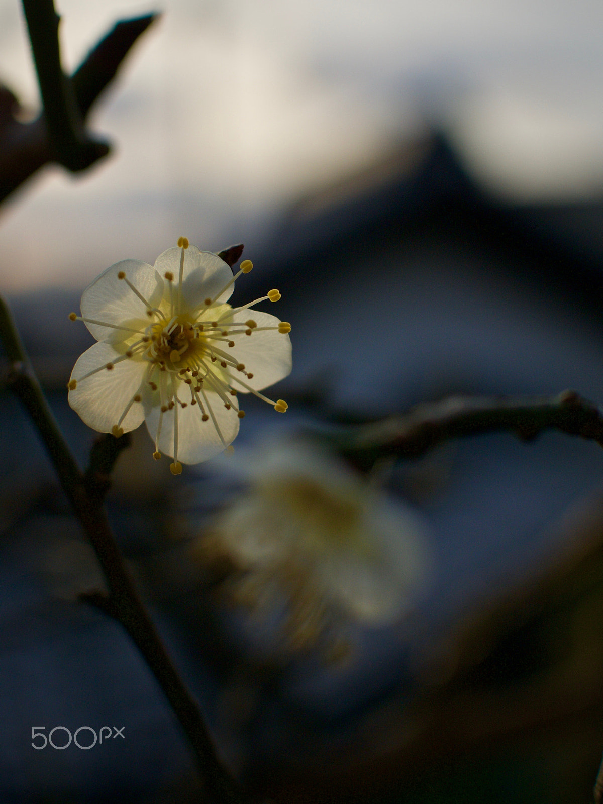 Nikon 1 J2 + Nikon 1 Nikkor 18.5mm F1.8 sample photo. Backyard plum blossom photography
