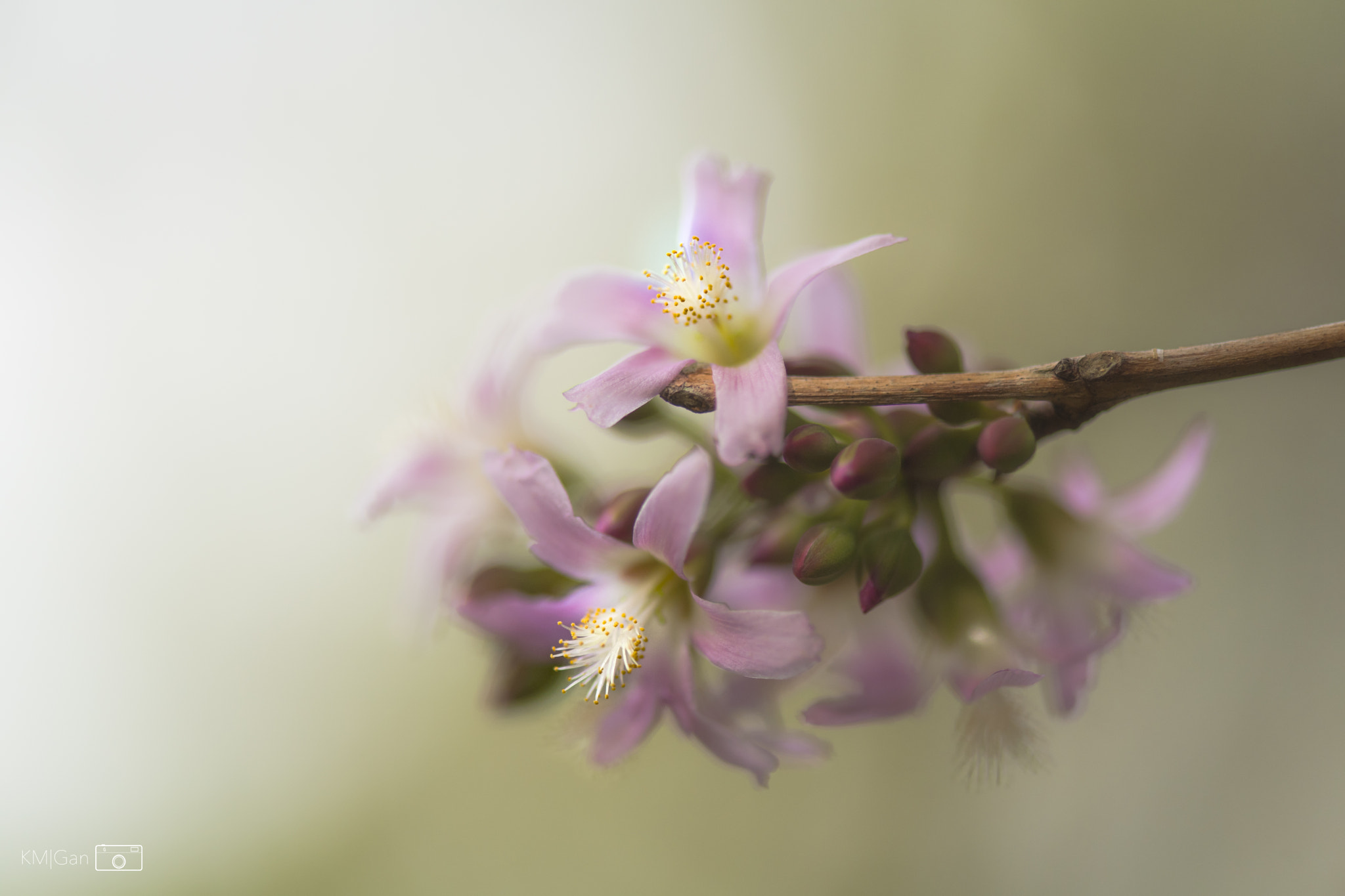 Nikon D5 sample photo. Garden flowers photography