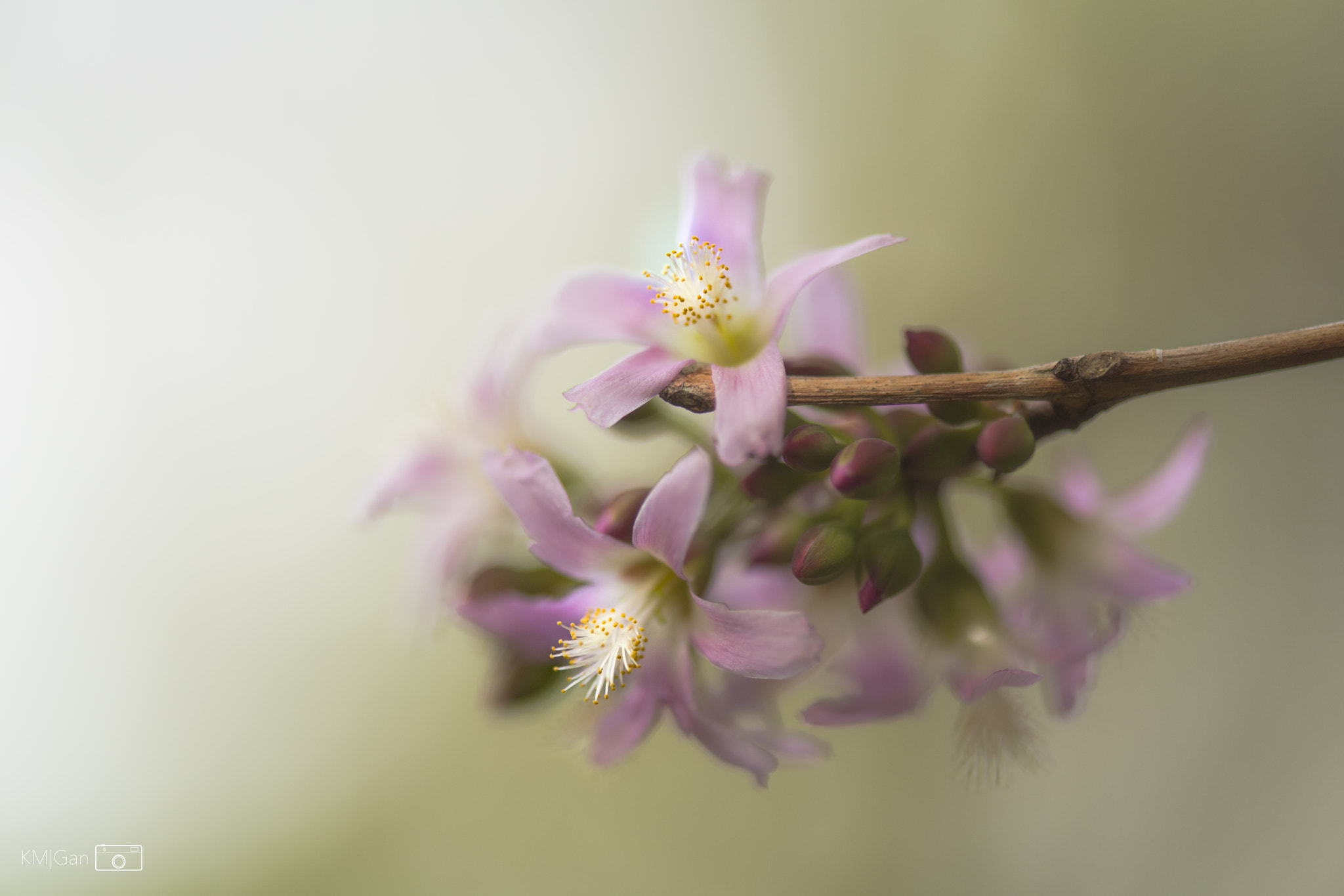 Nikon AF-S Micro-Nikkor 105mm F2.8G IF-ED VR sample photo. Garden flowers photography