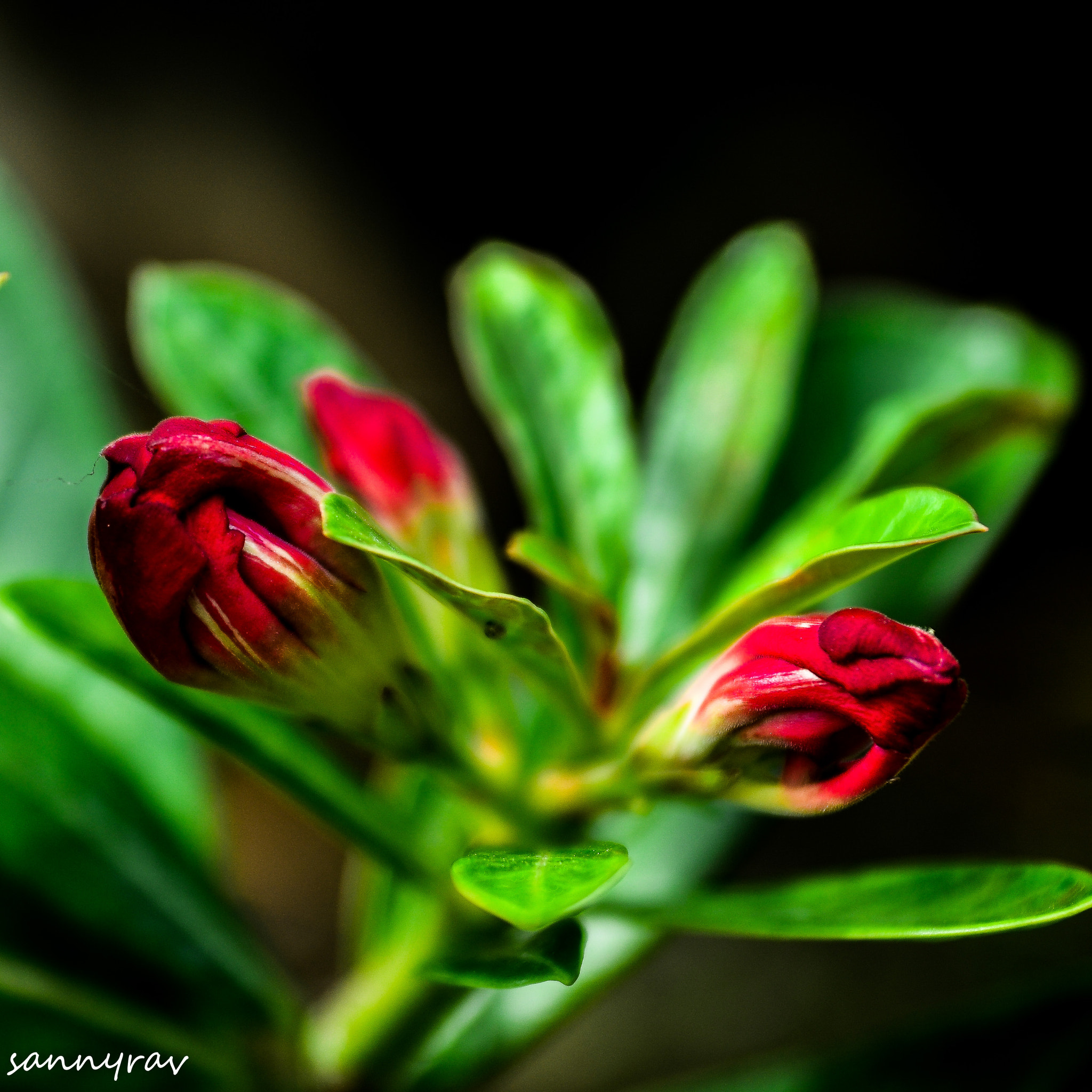 AF Zoom-Nikkor 35-70mm f/2.8D sample photo. Red flower buds photography