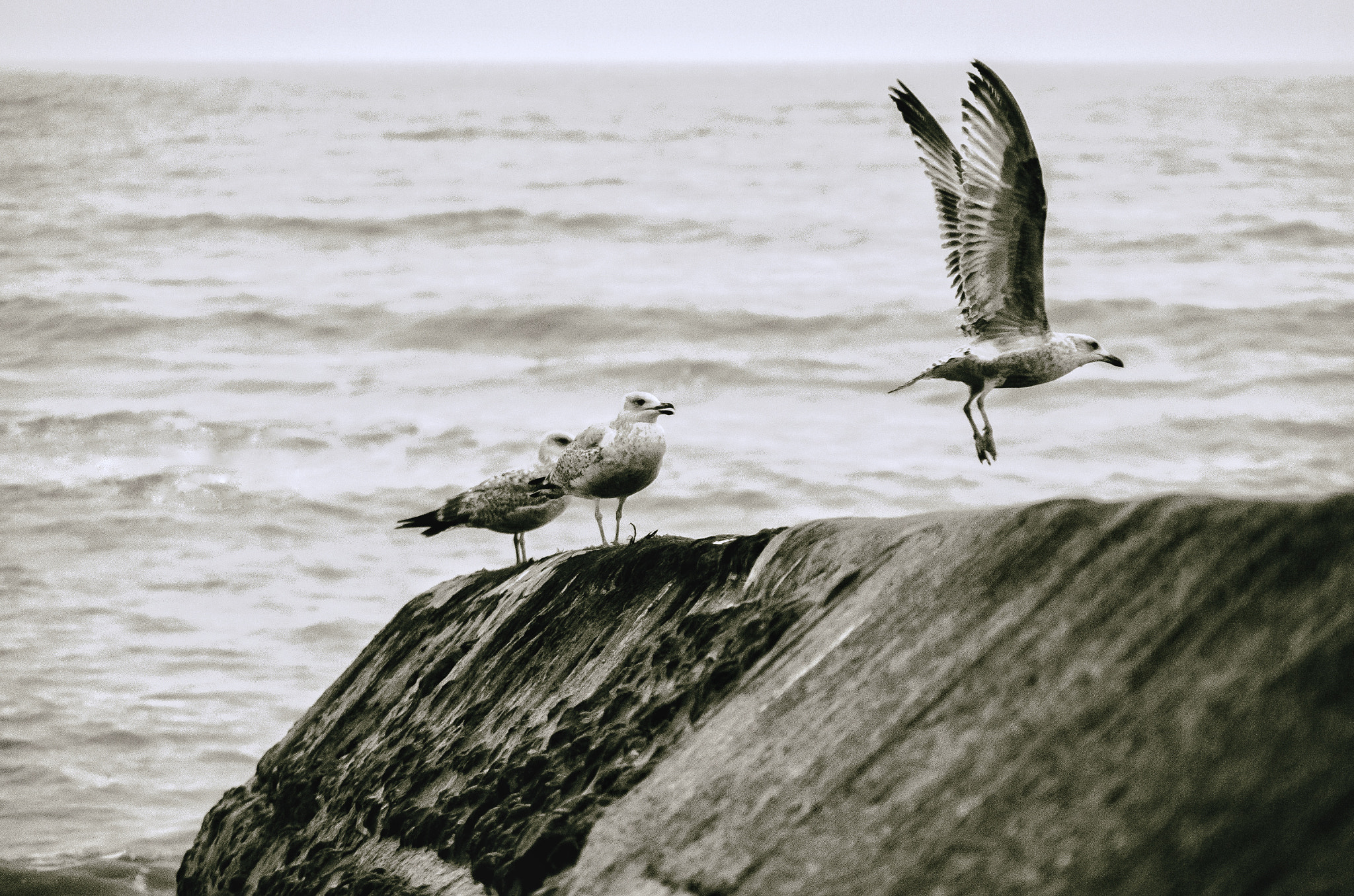 Pentax K-50 sample photo. Flying away. photography