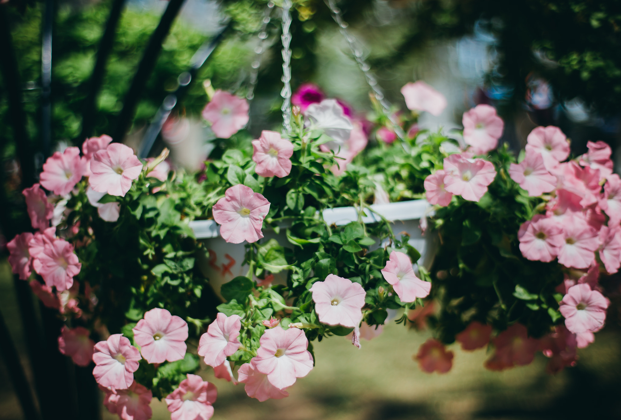 ZEISS Planar T* 50mm F1.4 sample photo. Pink flower photography