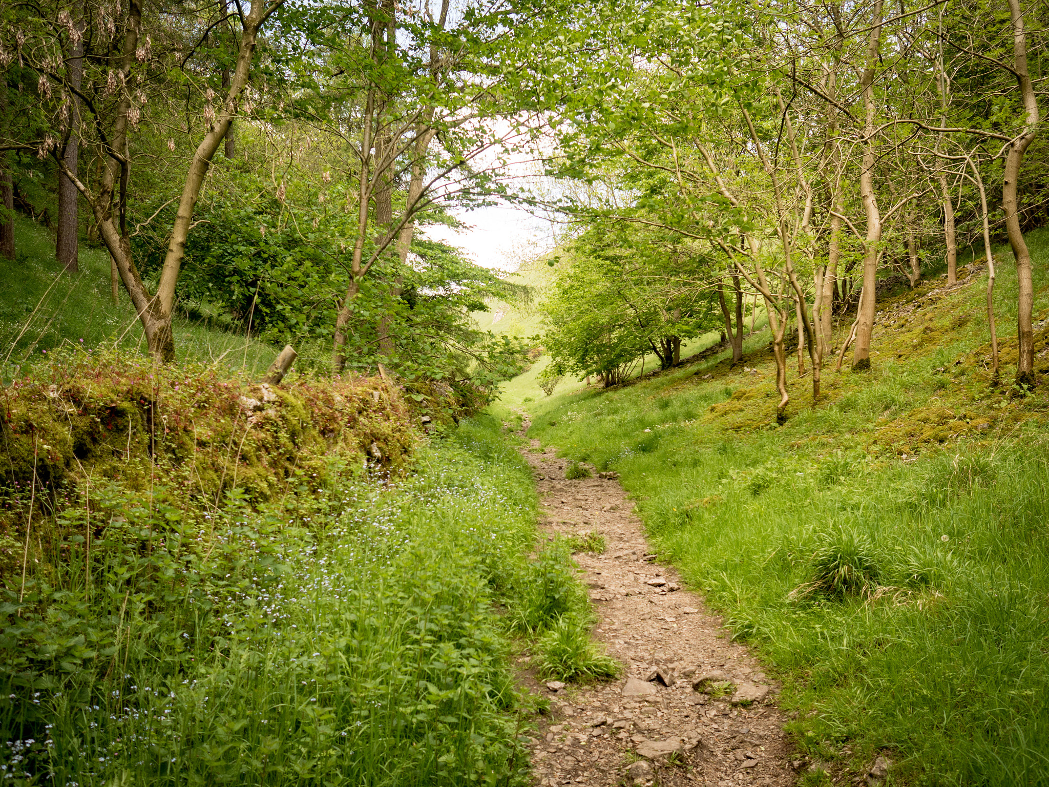 Olympus OM-D E-M5 II + Olympus M.Zuiko Digital 17mm F1.8 sample photo. Hope, darbyshire photography