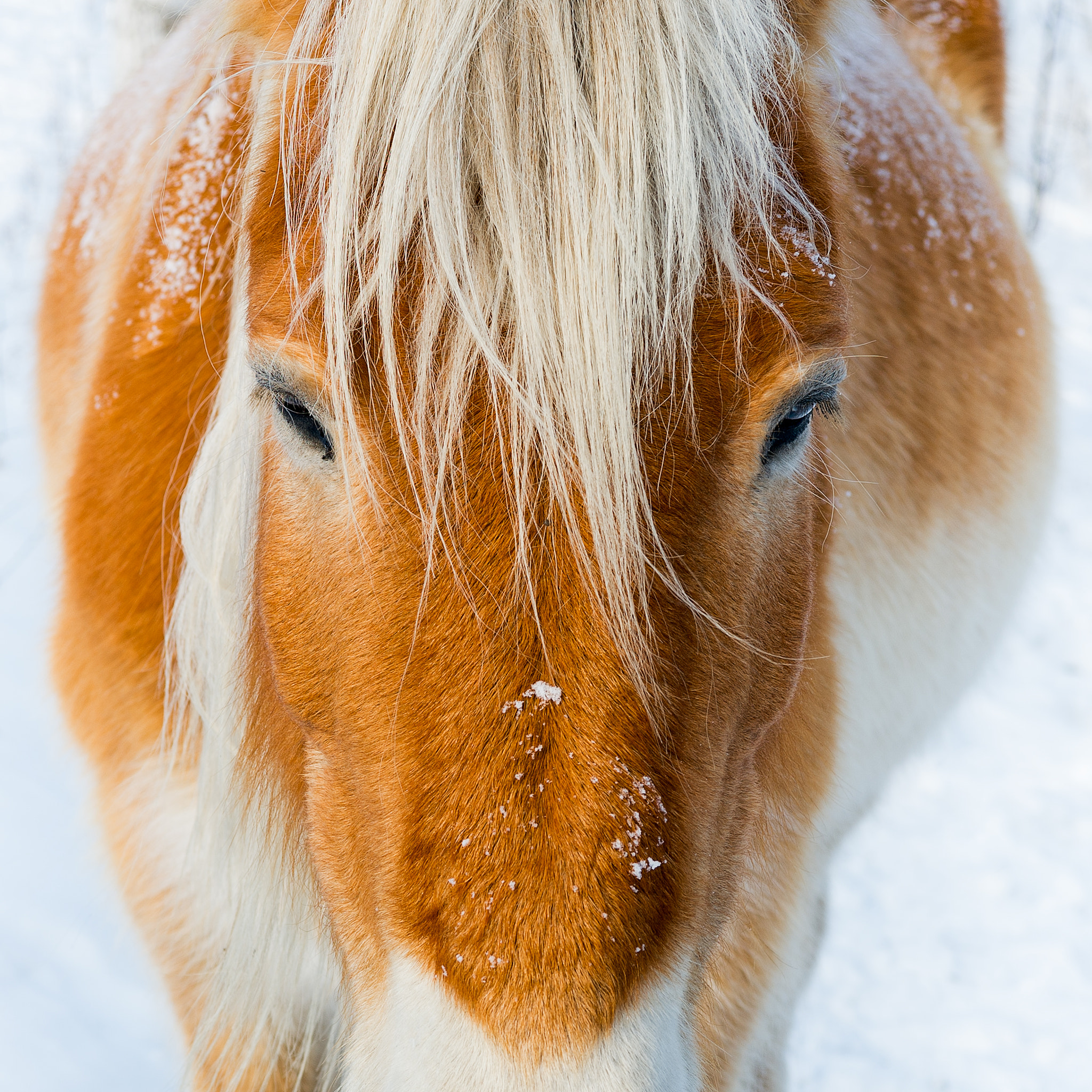 Nikon AF-S Nikkor 24-70mm F2.8E ED VR sample photo. In the winter photography