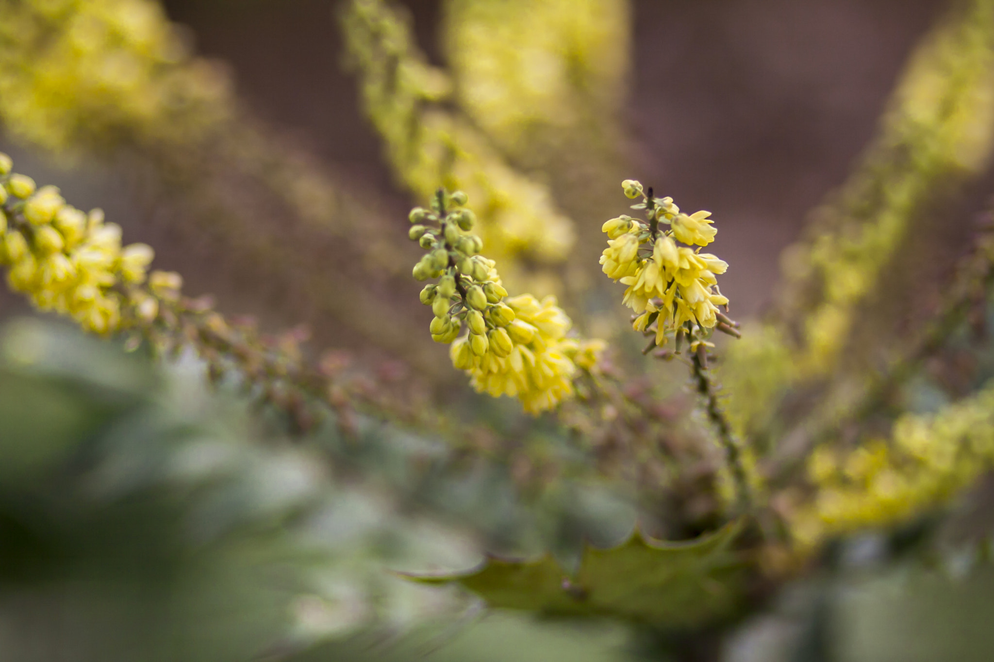 Canon EOS 50D + Canon EF 85mm F1.8 USM sample photo. Roadside plants photography