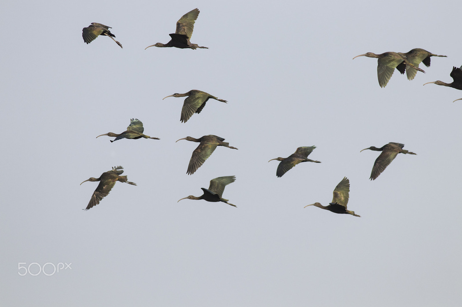 Canon EOS 80D + Canon EF 400mm F5.6L USM sample photo. Group in flight photography