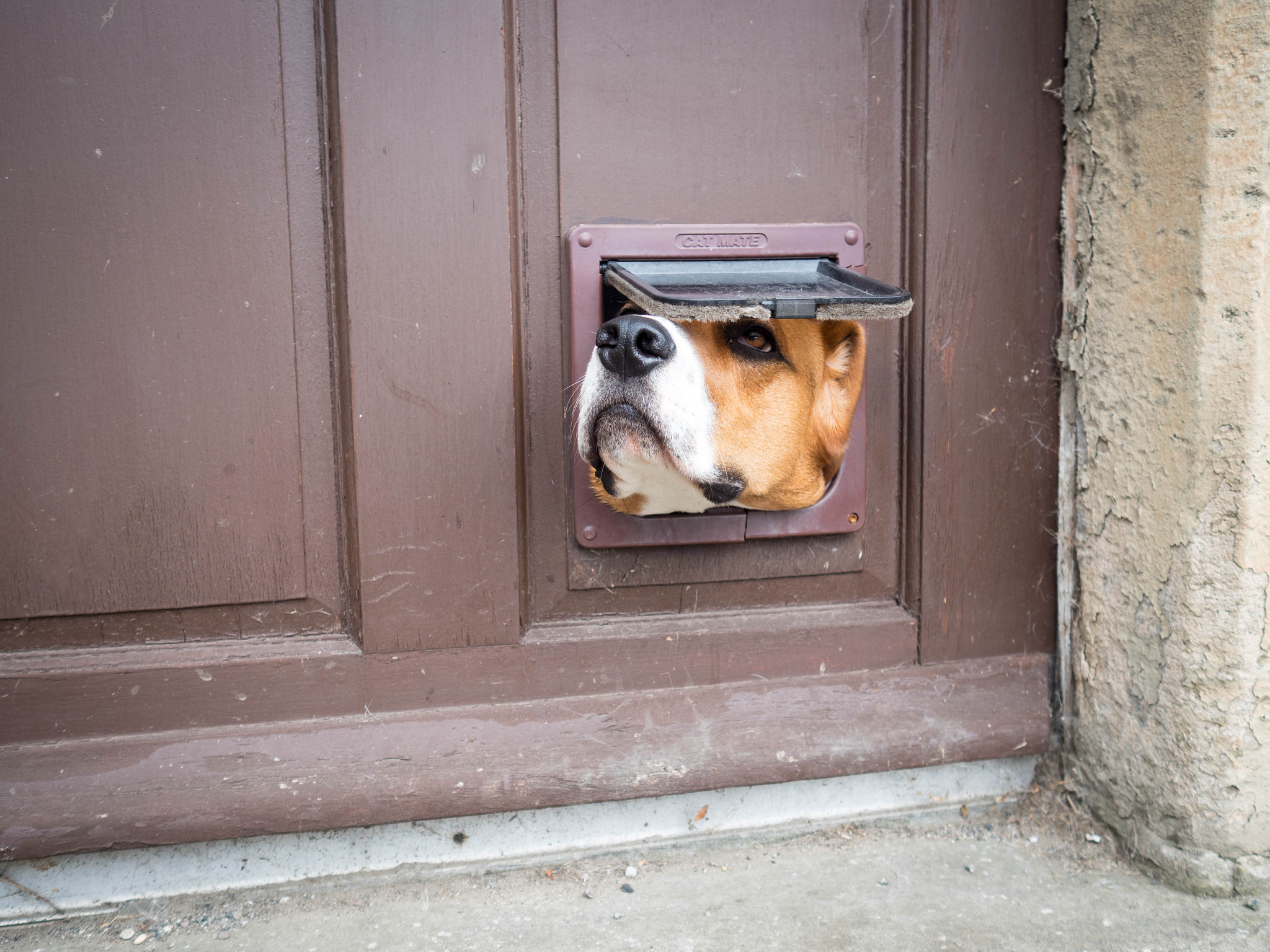 Olympus OM-D E-M5 II + Olympus M.Zuiko Digital 17mm F1.8 sample photo. That's a cat door, friend photography