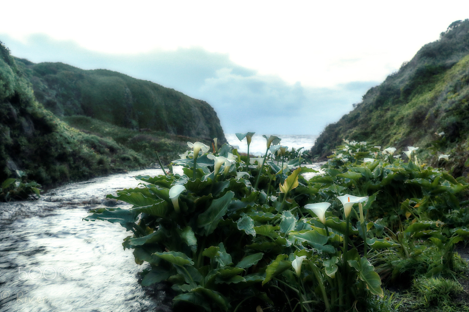 Canon EF 24-70mm F2.8L II USM sample photo. Calla lily vally photography