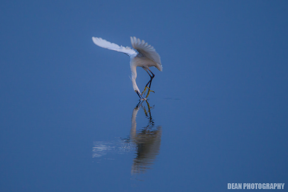 Canon EOS-1D Mark IV sample photo. Hunting photography