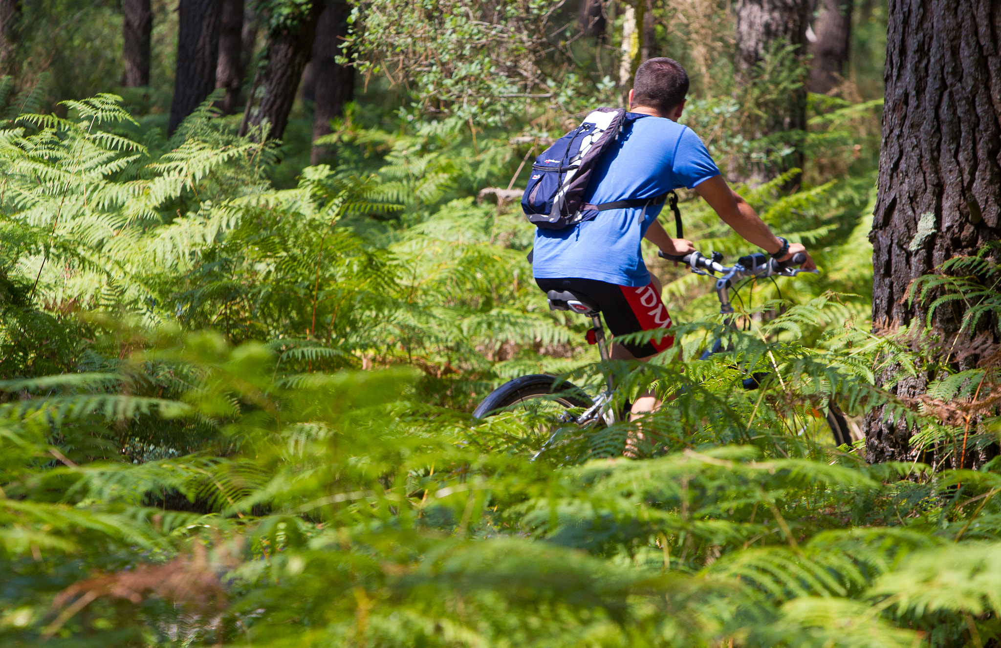 Canon EOS-1D Mark IV sample photo. Cycling in the landes, france photography