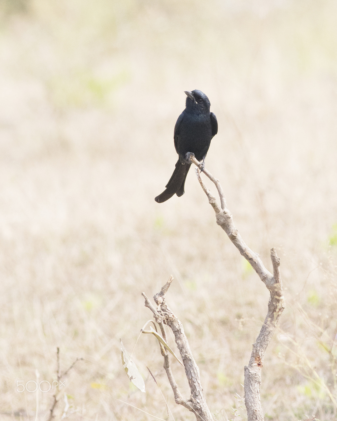 Canon EOS 80D + Canon EF 400mm F5.6L USM sample photo. Drongo photography