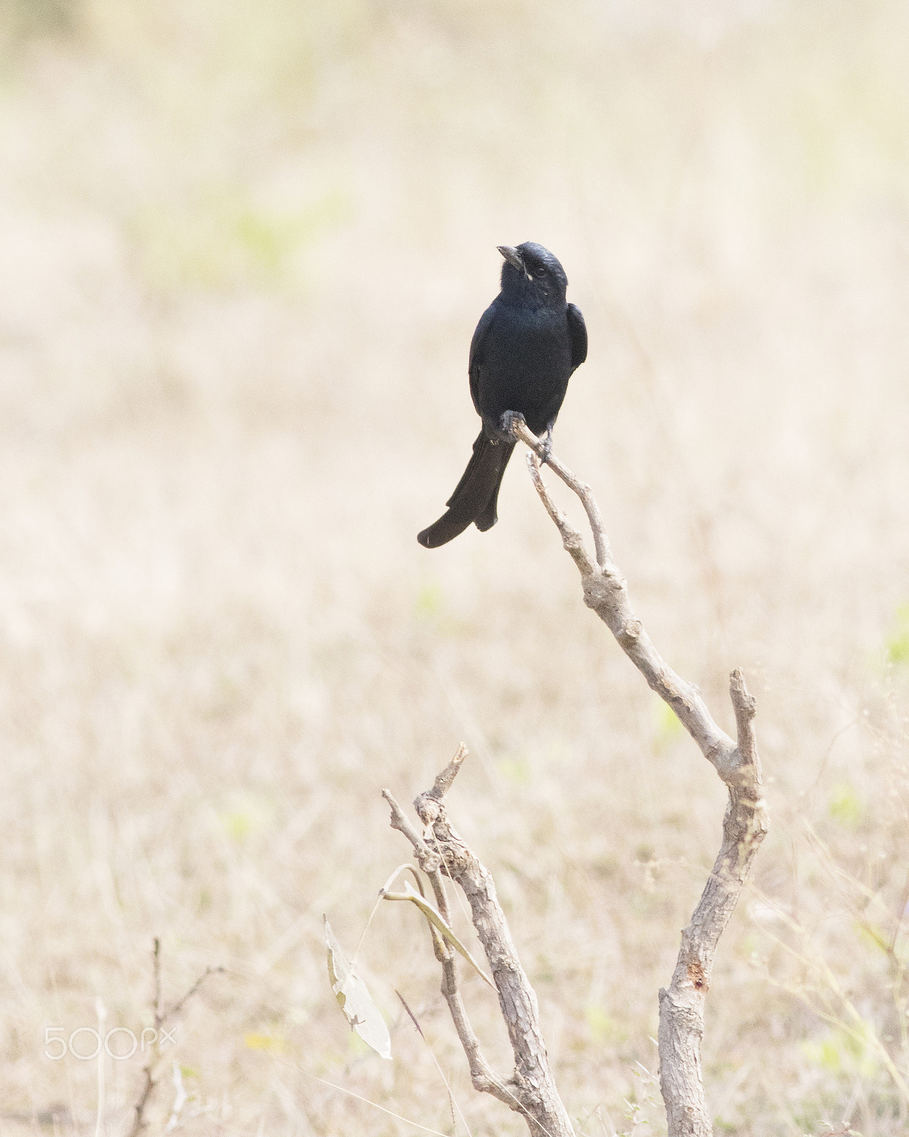 Canon EOS 80D + Canon EF 400mm F5.6L USM sample photo. Drongo photography