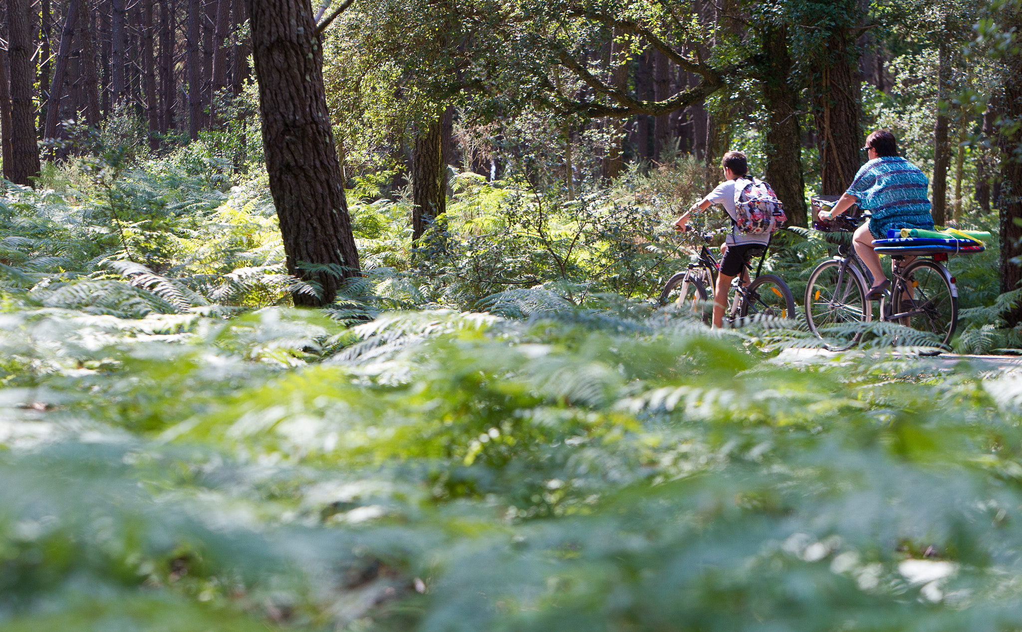 Canon EOS-1D Mark IV sample photo. Cycling in the landes, france photography