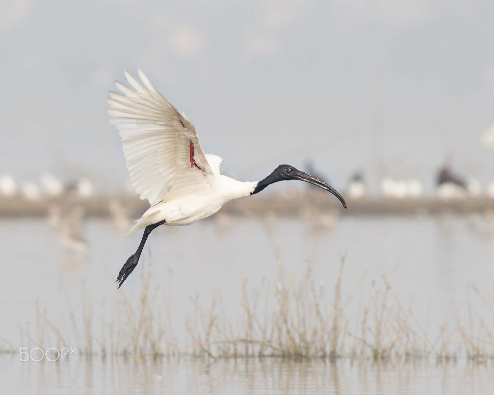 Canon EOS 80D + Canon EF 400mm F5.6L USM sample photo. Black headed ibis photography