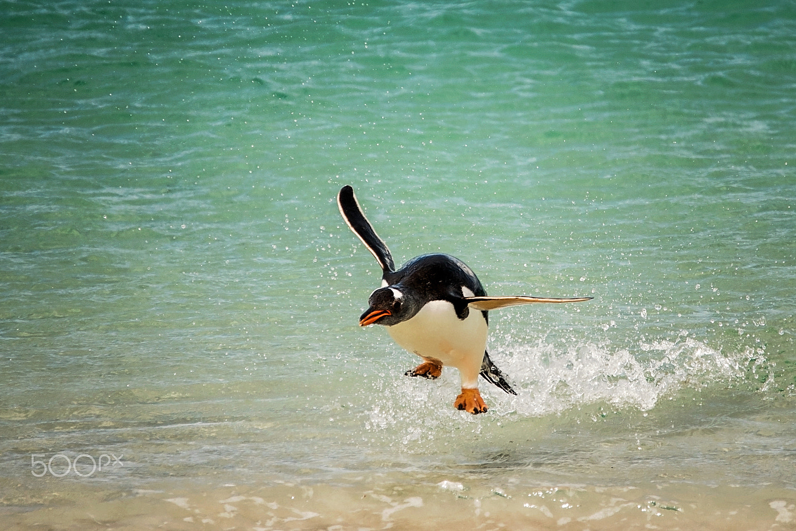 Sigma 150-500mm F5-6.3 DG OS HSM sample photo. Kathleenhertelphotography antarcticapenguins photography