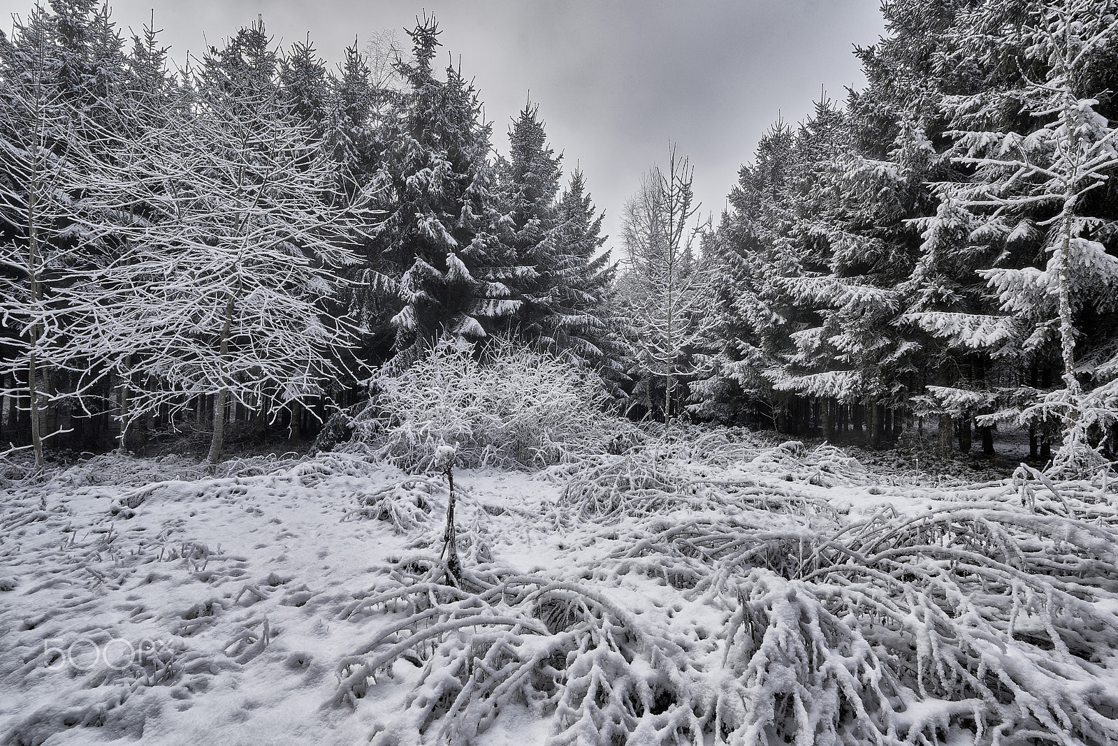 Nikon AF-S Nikkor 14-24mm F2.8G ED sample photo. Winterforest photography