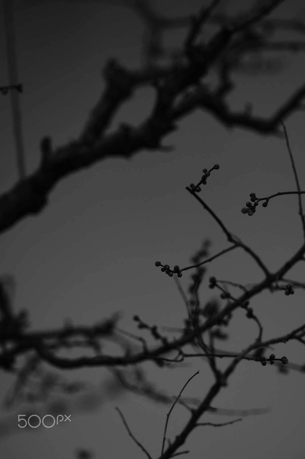 Fujifilm XF 90mm F2 R LM WR sample photo. Bud photography