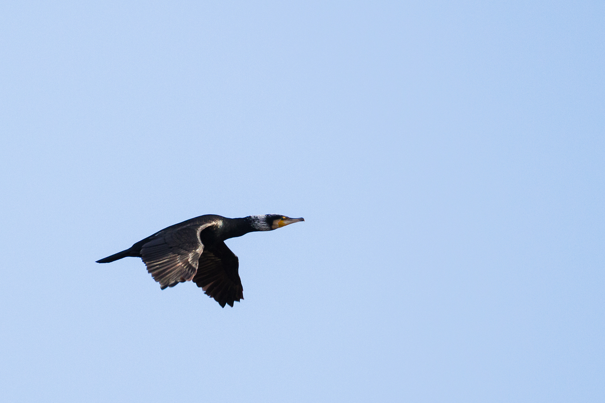 150-600mm F5-6.3 DG OS HSM | Contemporary 015 sample photo. Cormorant photography