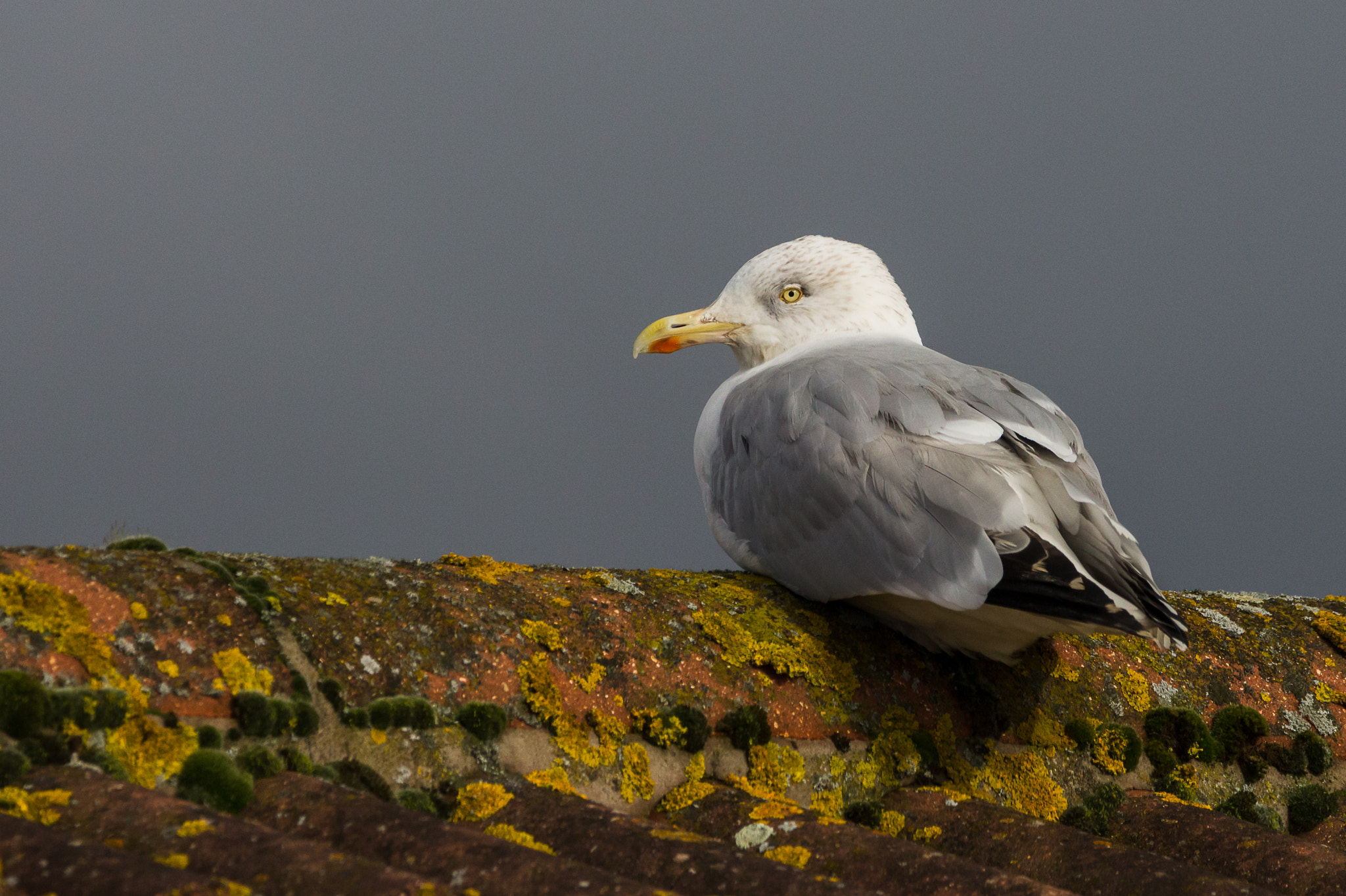 150-600mm F5-6.3 DG OS HSM | Contemporary 015 sample photo. Gull on a roof photography