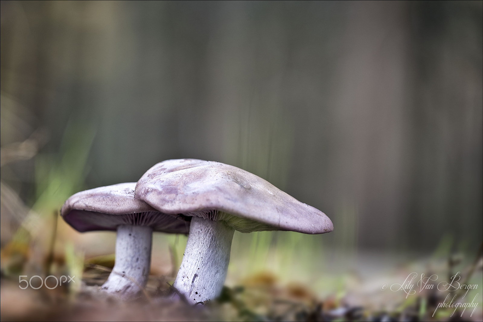Sigma 150mm F2.8 EX DG Macro HSM sample photo. Double! photography
