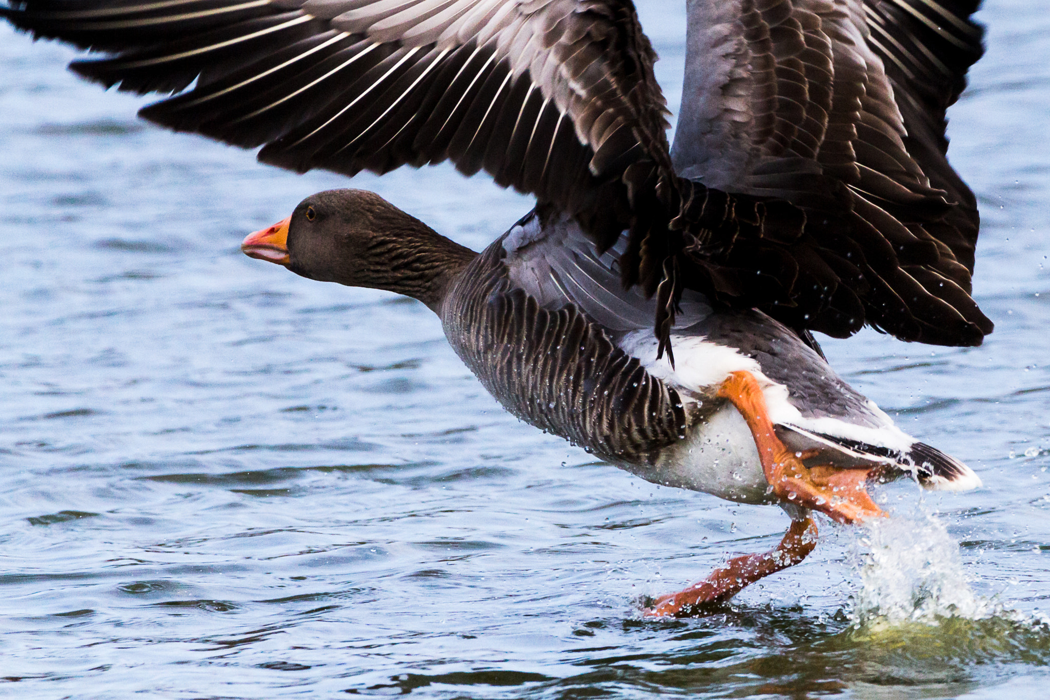 150-600mm F5-6.3 DG OS HSM | Contemporary 015 sample photo. Take off time for the greylag photography