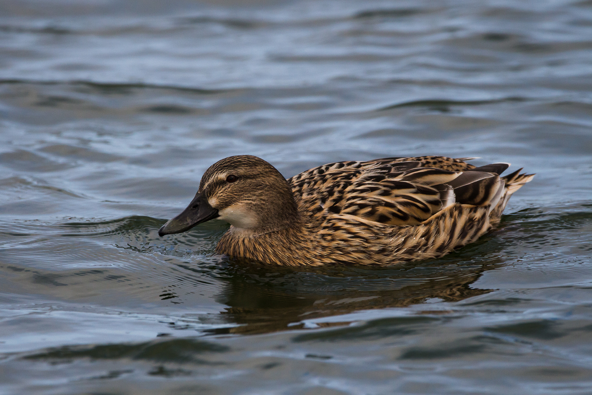 150-600mm F5-6.3 DG OS HSM | Contemporary 015 sample photo. Female mallard photography