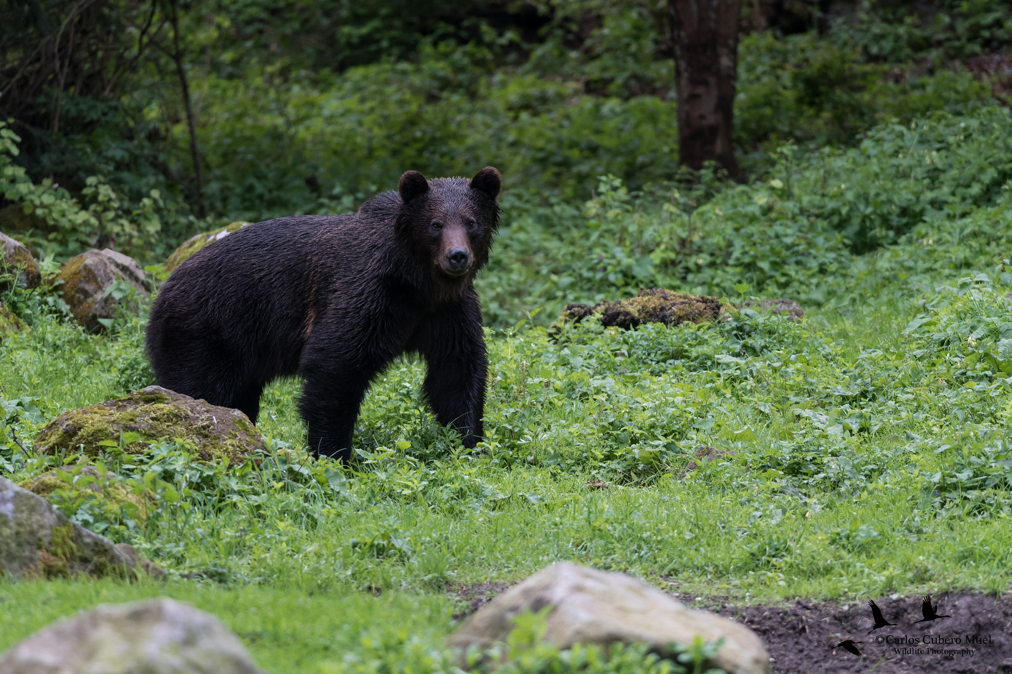 Nikon D750 + Nikon AF-S Nikkor 300mm F4D ED-IF sample photo. Black, brown bear photography