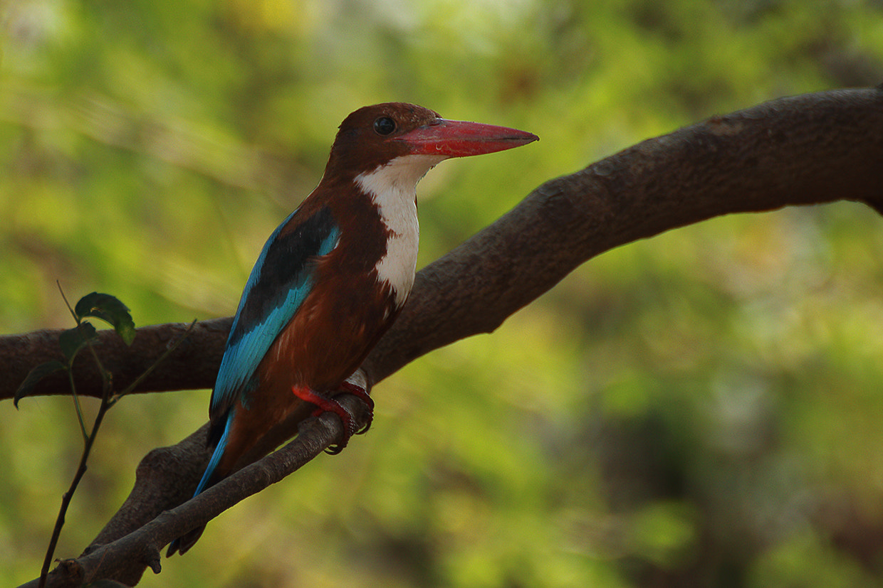 Tamron SP 35mm F1.8 Di VC USD sample photo. Kingfisher photography
