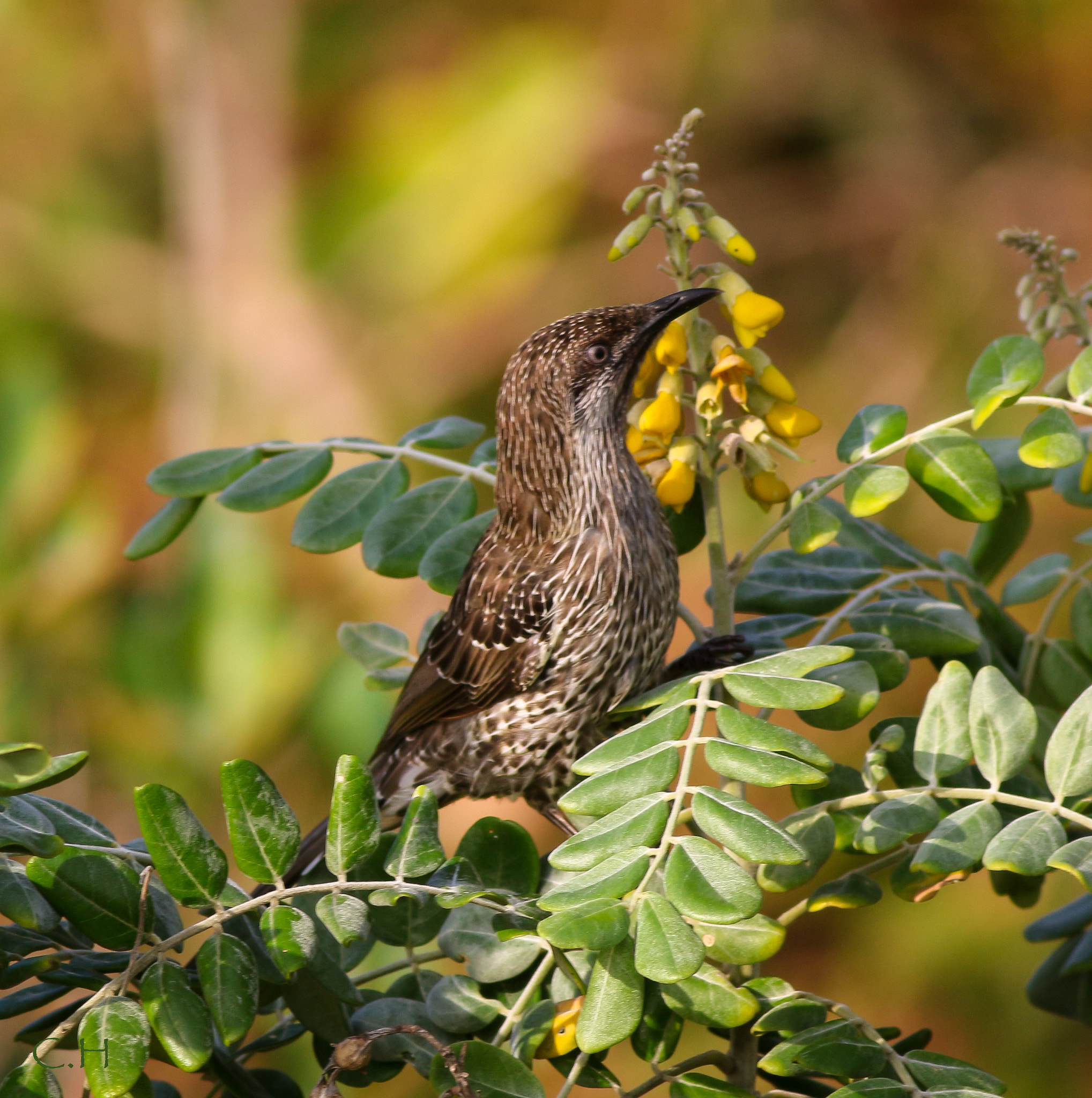 Canon EOS 700D (EOS Rebel T5i / EOS Kiss X7i) + Canon EF 400mm F5.6L USM sample photo. Little wattlebird photography