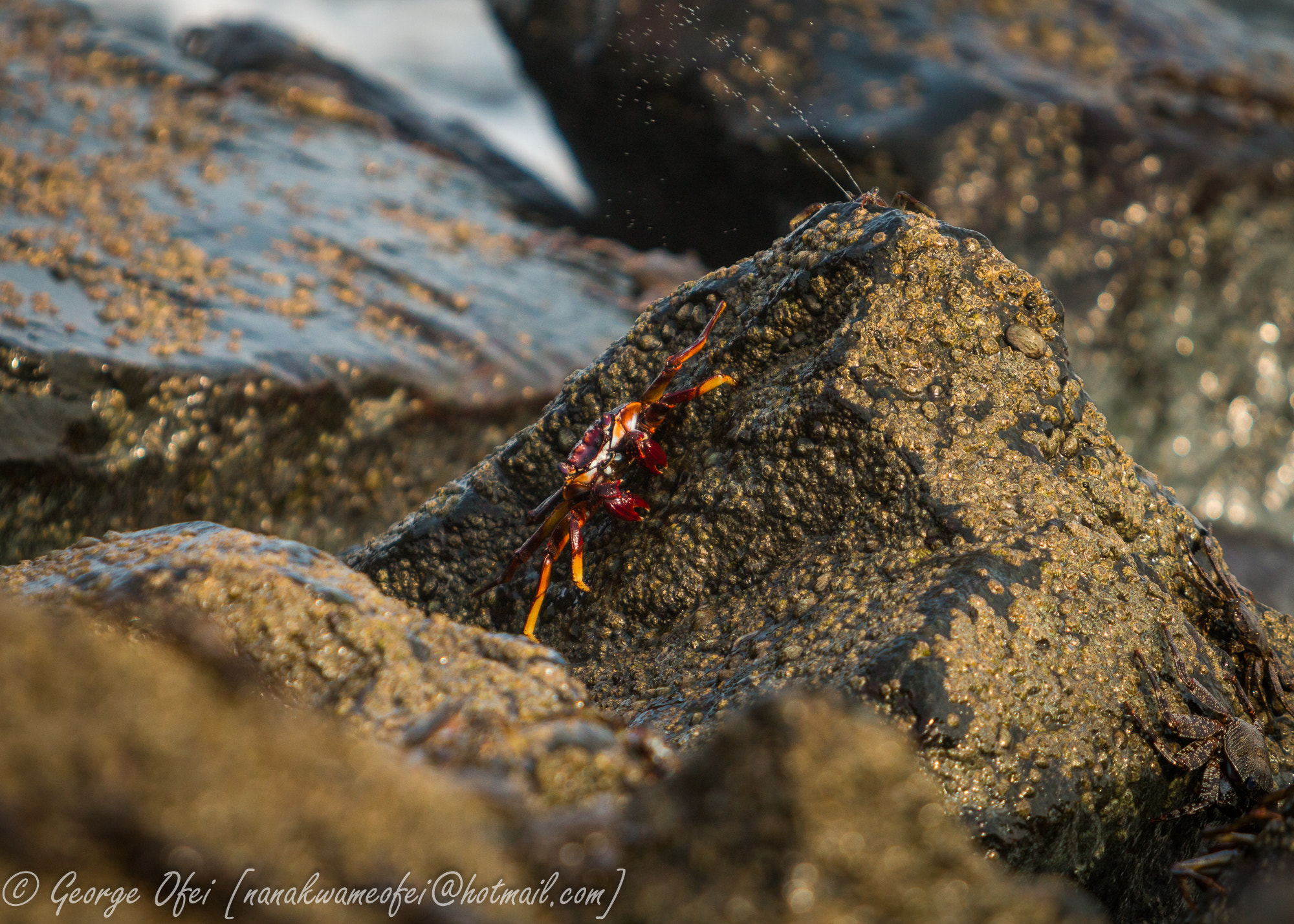 Canon EF 70-200mm F2.8L USM sample photo. Spitting crab photography