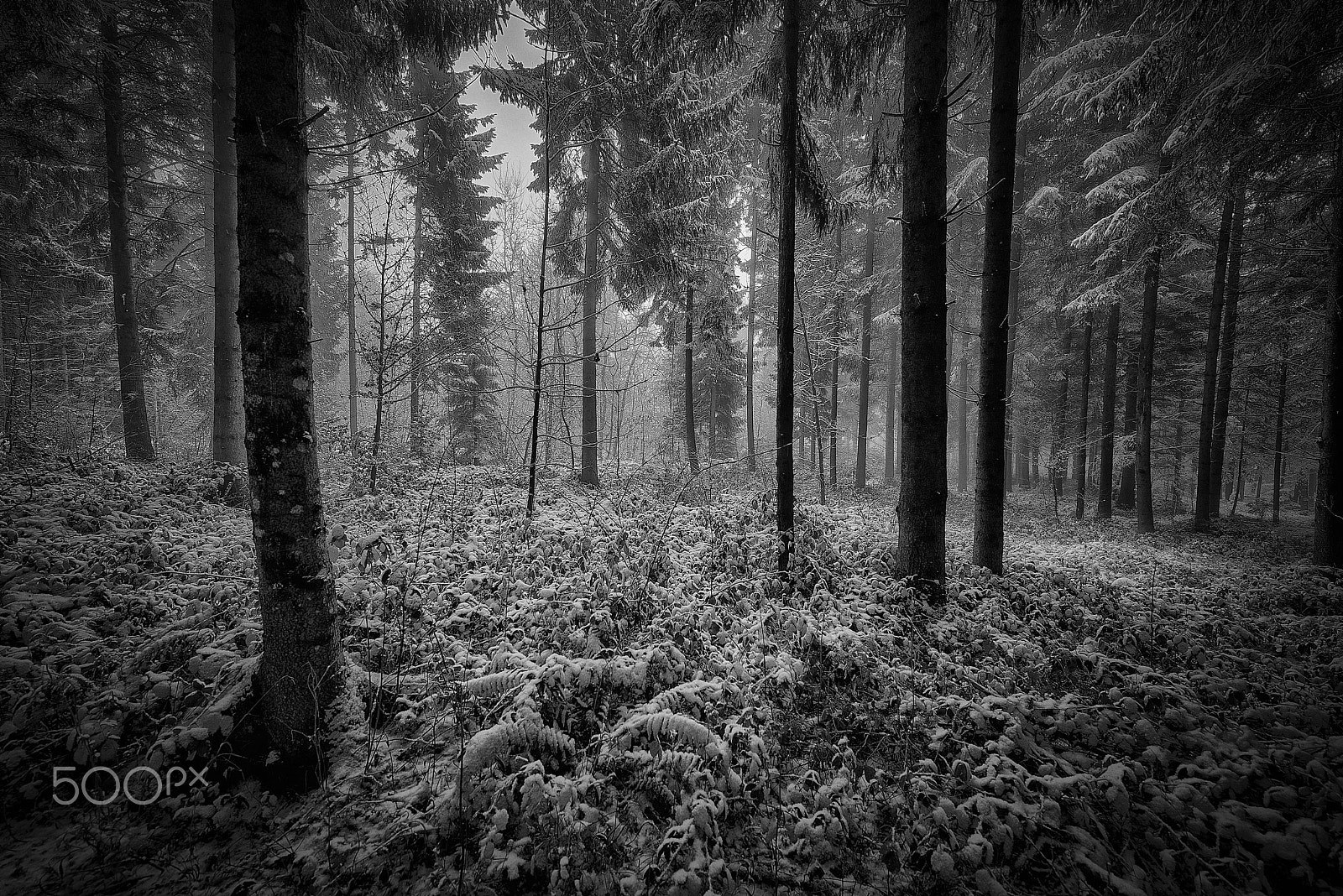 Nikon AF-S Nikkor 14-24mm F2.8G ED sample photo. Winterwald photography