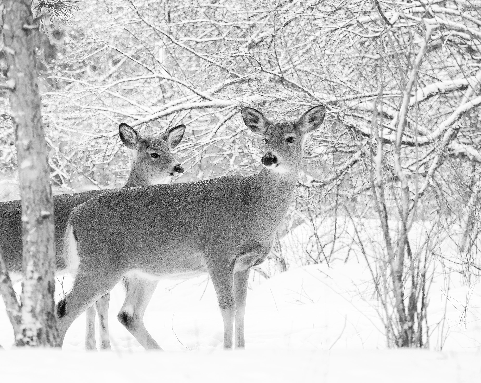 Olympus OM-D E-M1 Mark II + Olympus M.Zuiko Digital ED 40-150mm F2.8 Pro sample photo. Mom and her baby ... photography