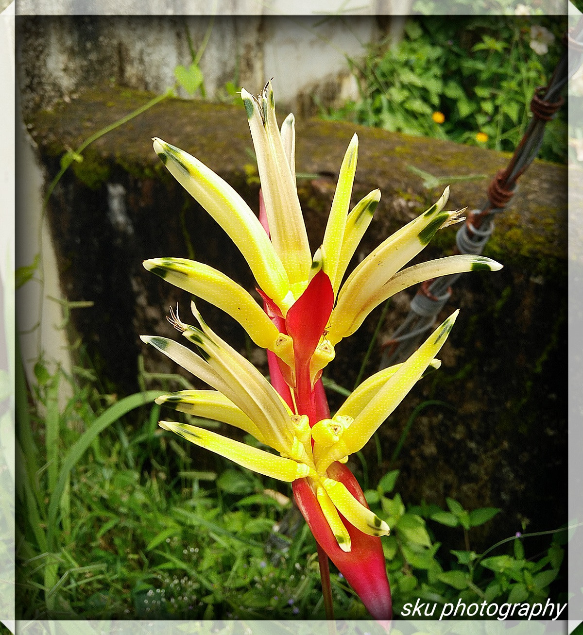 OnePlus ONE E1003 sample photo