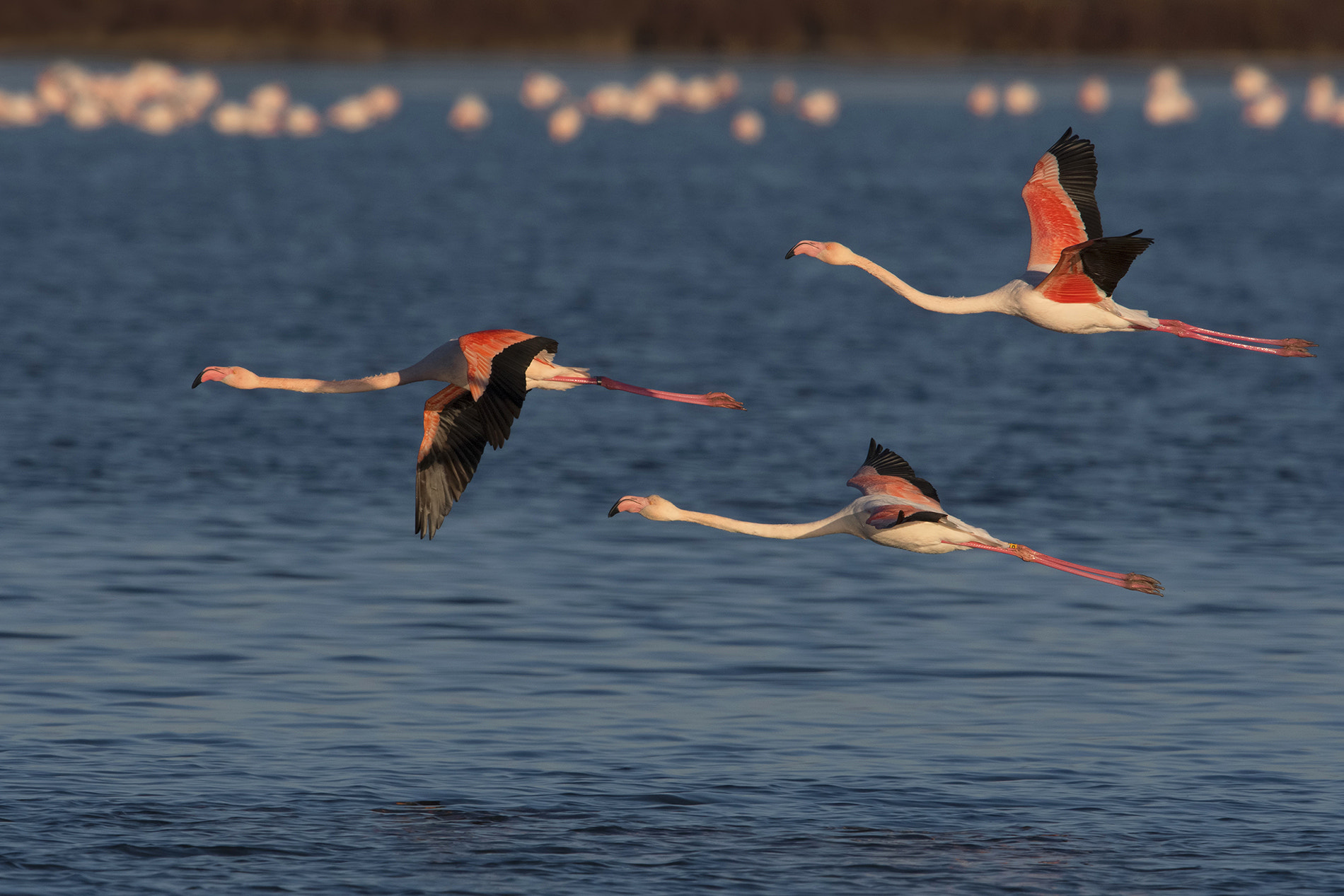 Nikon D500 + Nikon AF-S Nikkor 600mm F4G ED VR sample photo. Greater flamingo- fenicottero rosa photography