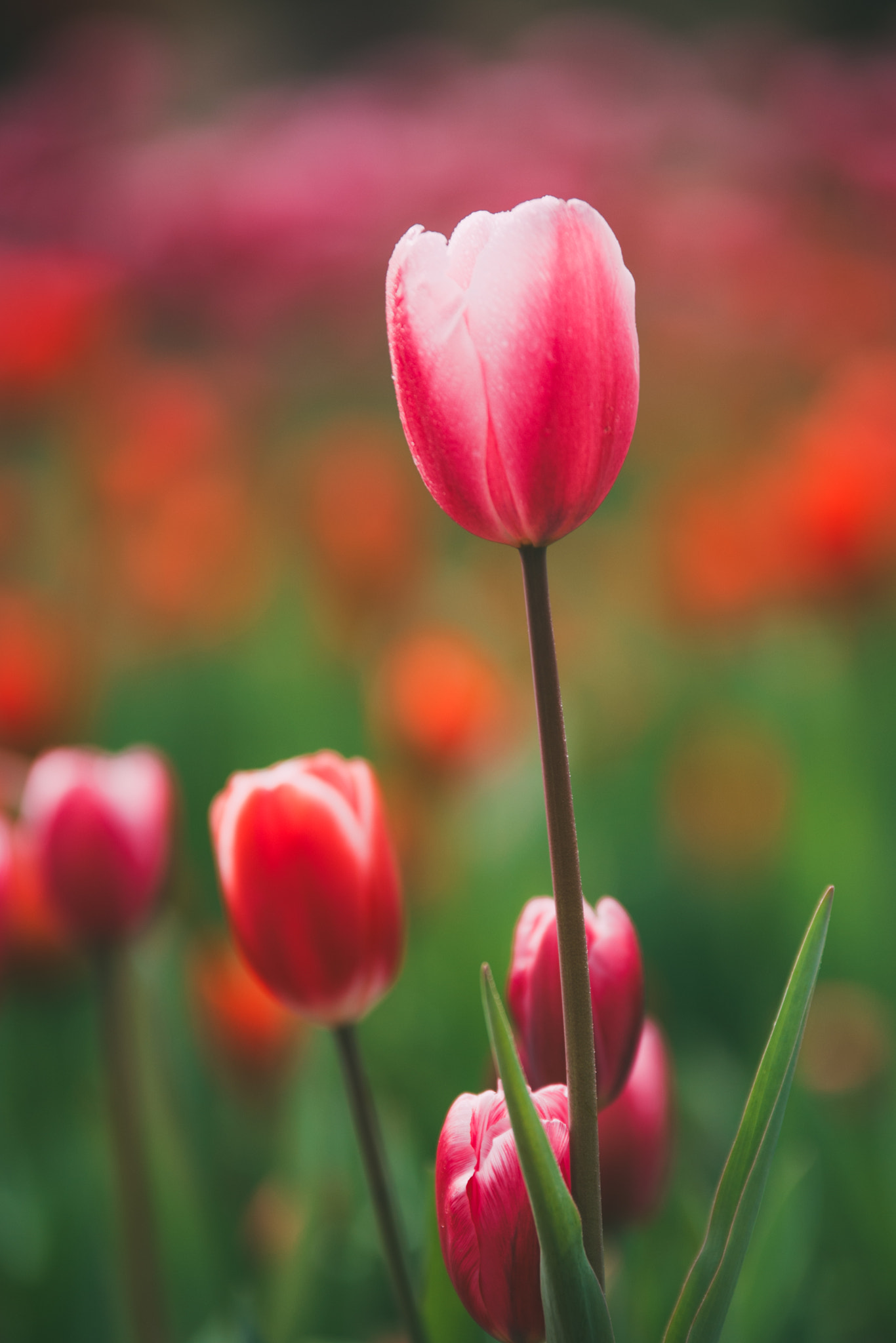 Nikon D700 sample photo. Tulips photography