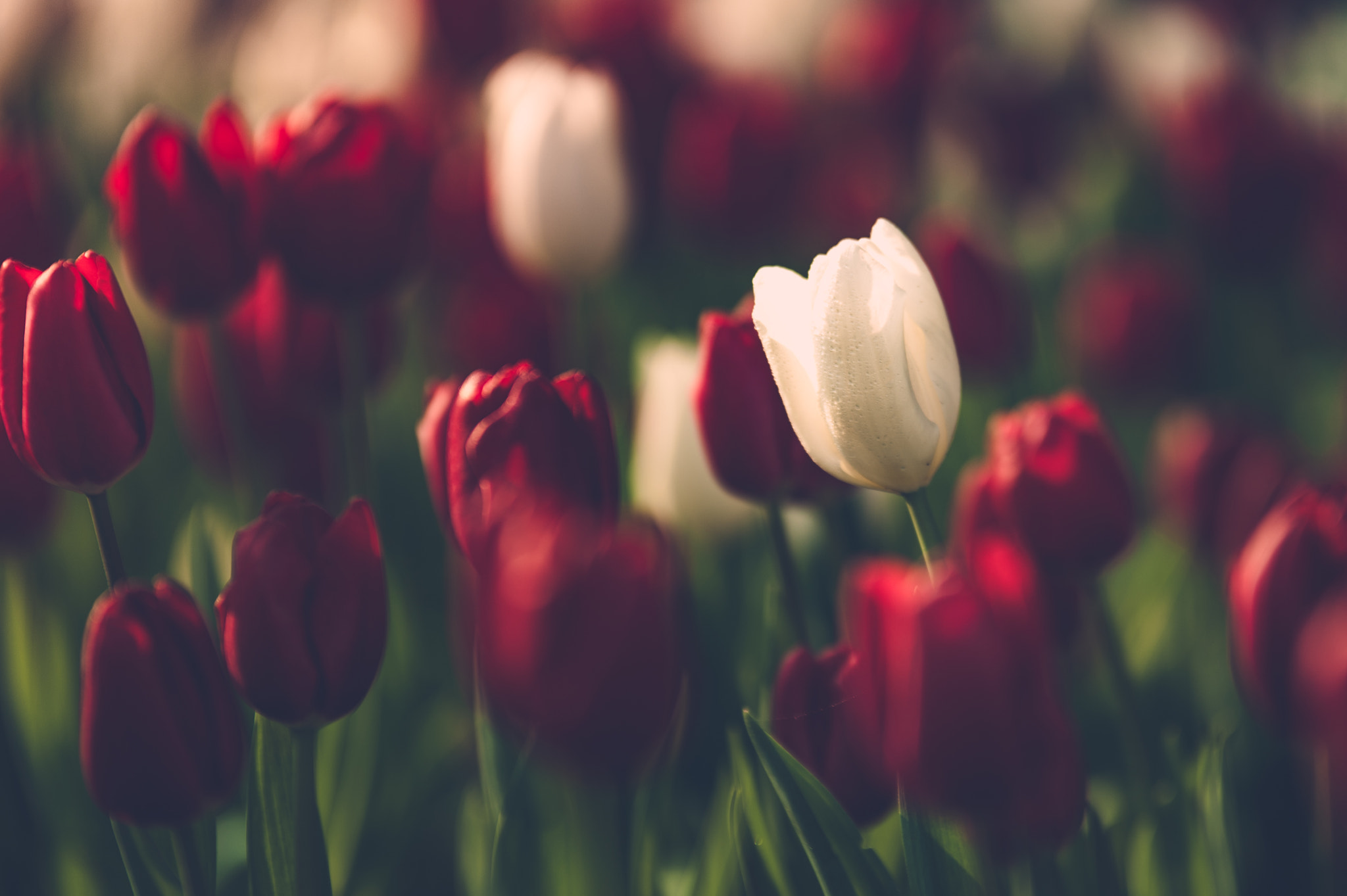 Sigma 70-200mm F2.8 EX DG OS HSM sample photo. Tulips photography