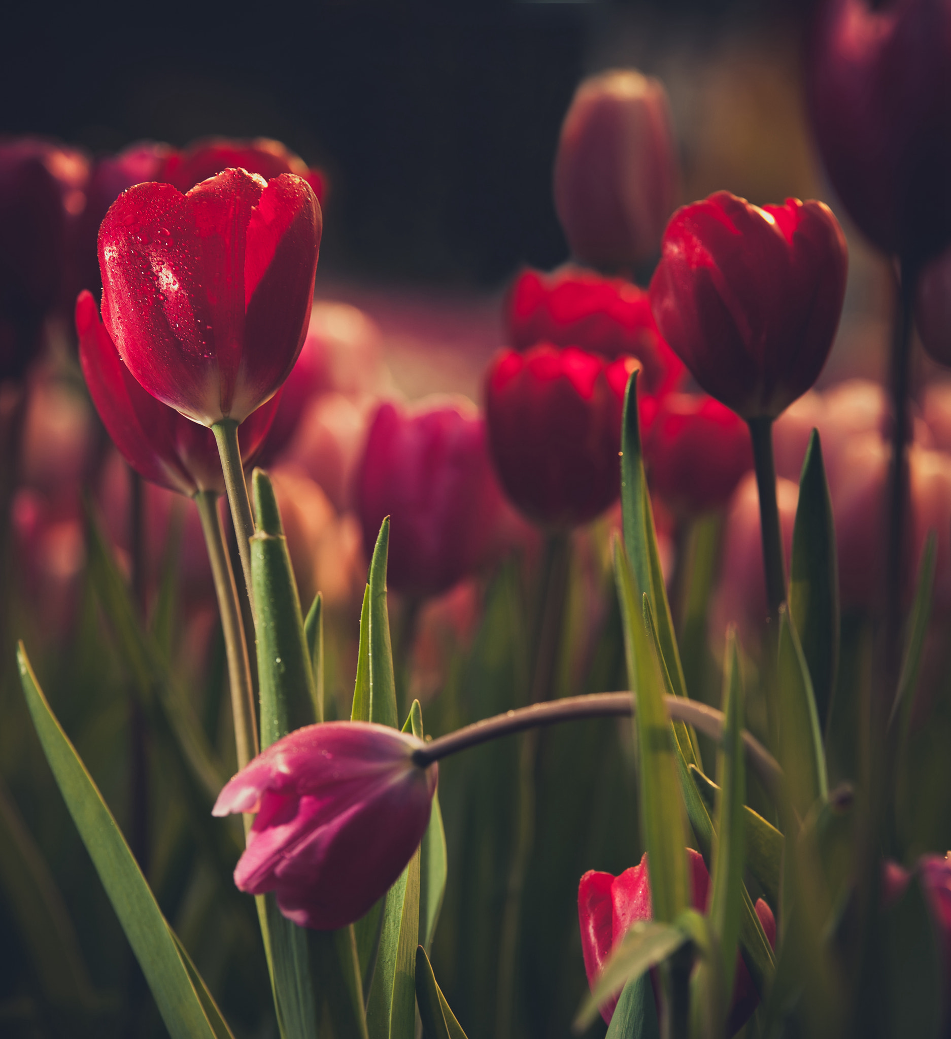 Nikon D700 + Sigma 70-200mm F2.8 EX DG OS HSM sample photo. Tulips photography