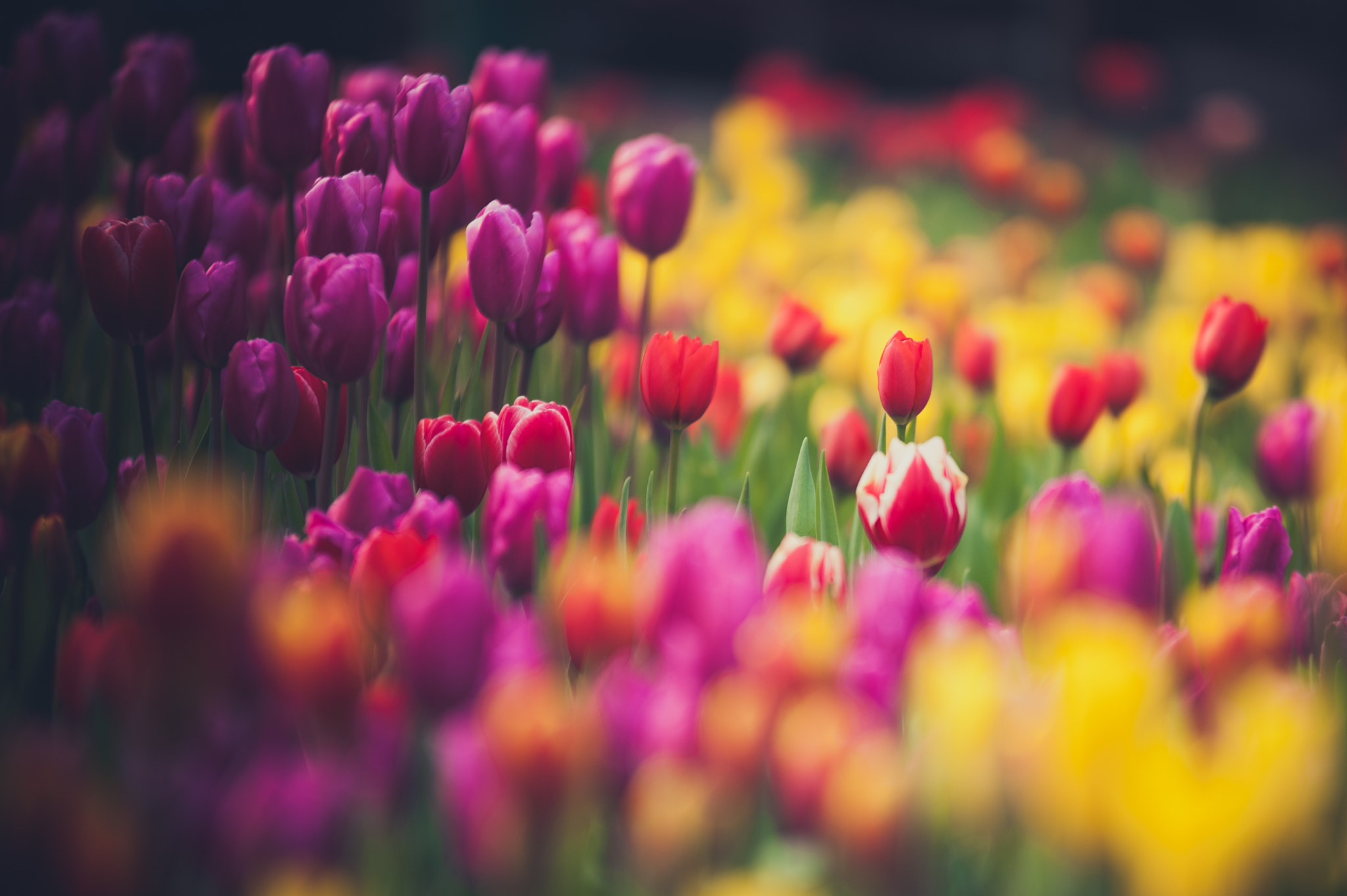 Sigma 70-200mm F2.8 EX DG OS HSM sample photo. Tulips photography