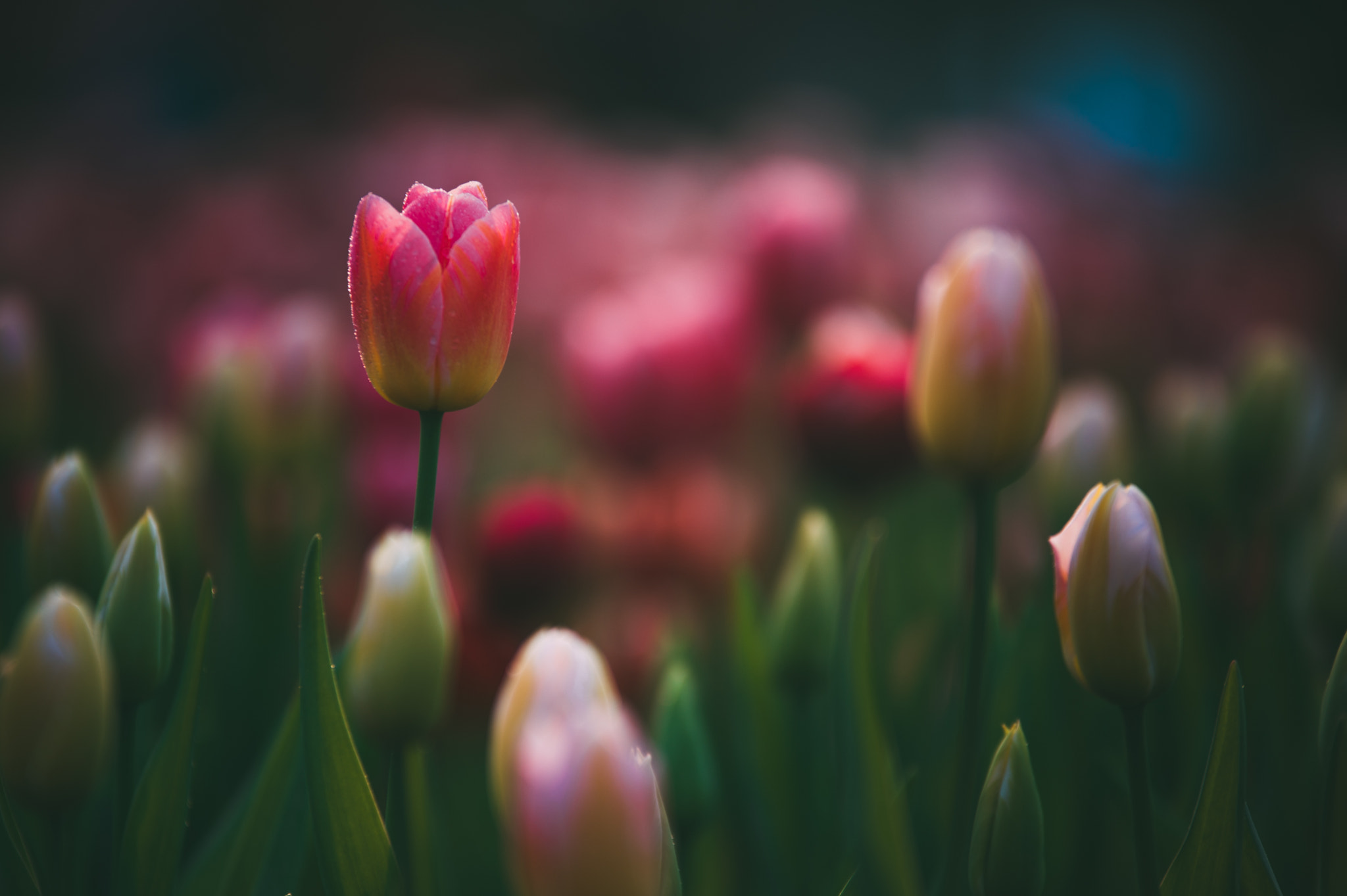 Sigma 70-200mm F2.8 EX DG OS HSM sample photo. Tulips photography
