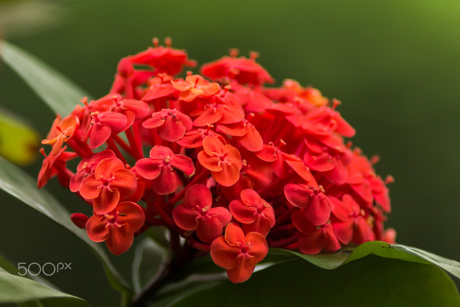 Canon EF 200mm f/2.8L II + 2x sample photo. 龍船花 photography