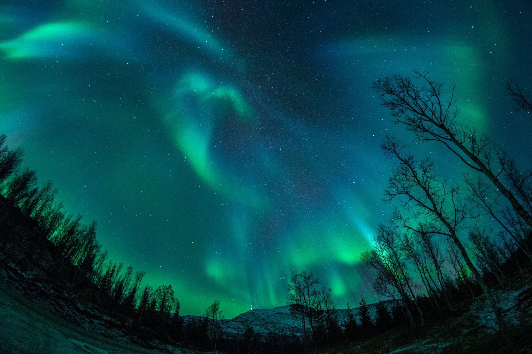 Pentax K-3 + A Series Lens sample photo. Aurora above the forest photography