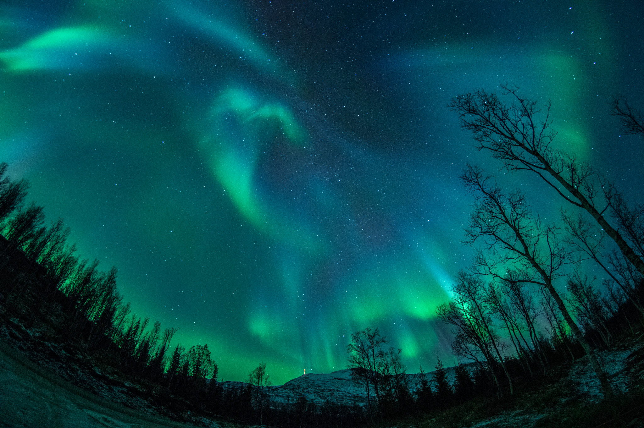 Pentax K-3 sample photo. Aurora above the forest photography