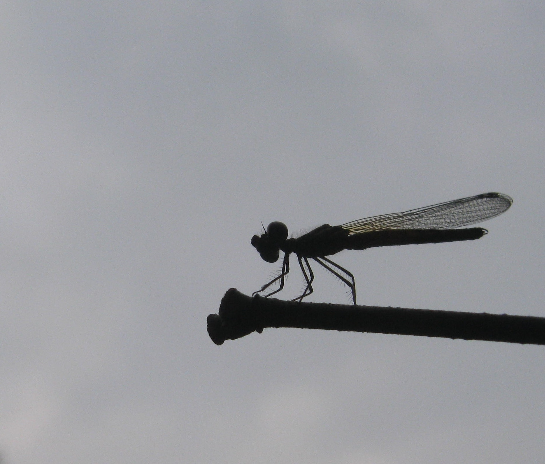 Canon PowerShot A495 sample photo. Waiting for prey.. photography