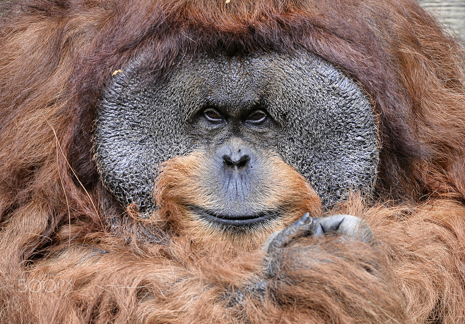 Sigma 70-200mm F2.8 EX DG OS HSM sample photo. Orang utan photography