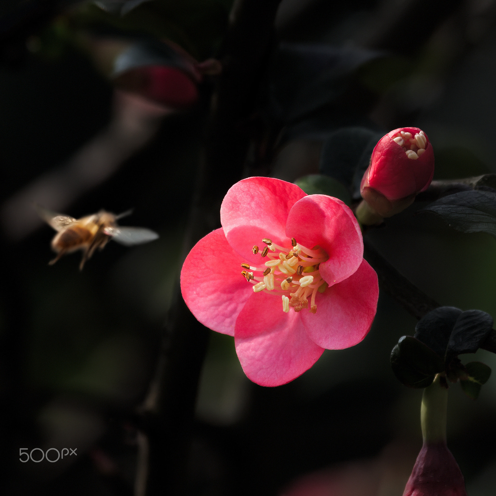Canon EF 100-400mm F4.5-5.6L IS USM sample photo. 春天来了 photography