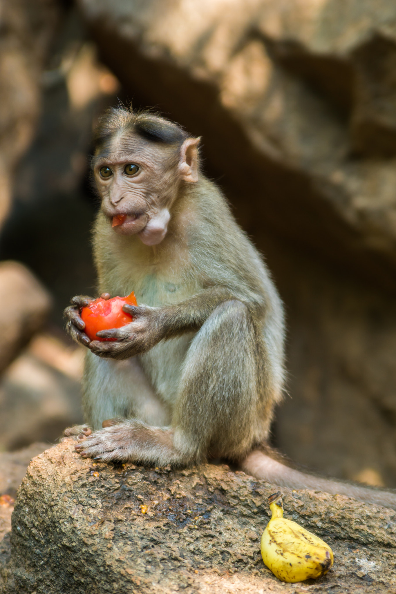 Sony ILCA-77M2 sample photo. Monkey india, goa photography