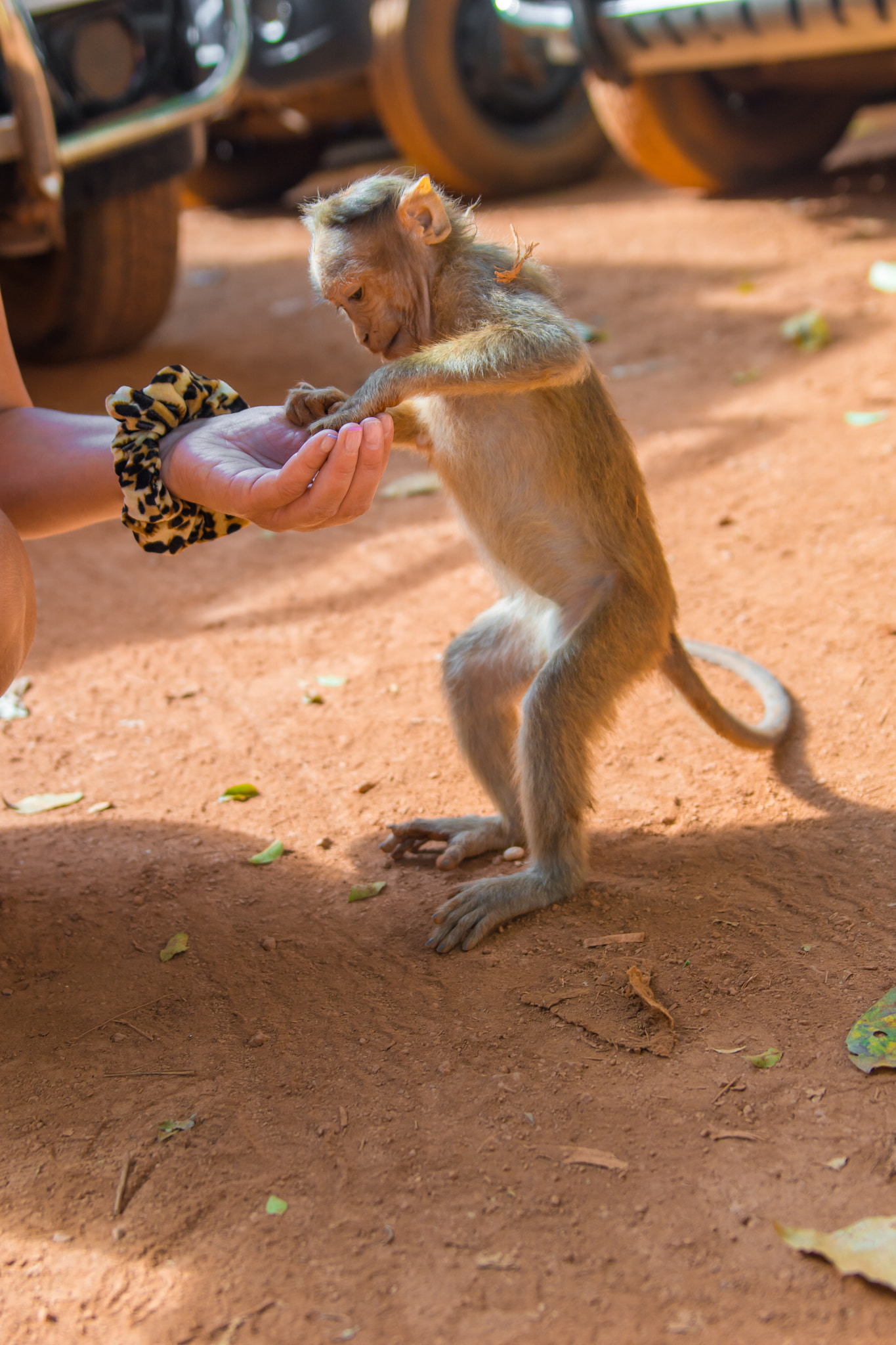 Sony ILCA-77M2 + Tamron SP 24-70mm F2.8 Di VC USD sample photo. Monkey india, goa photography