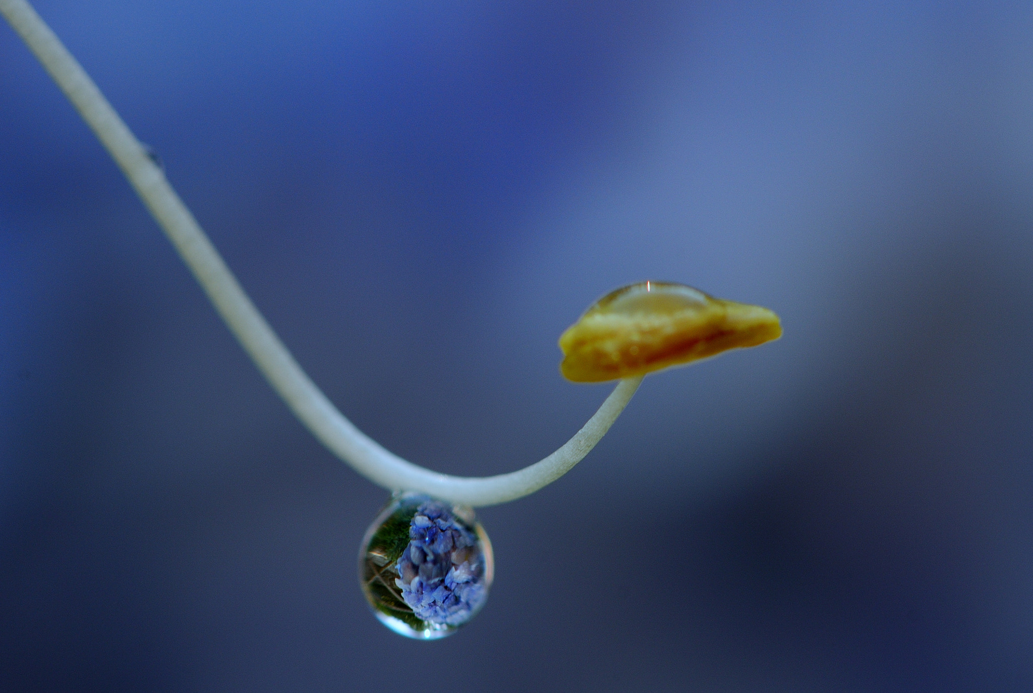 Nikon AF-S Micro-Nikkor 105mm F2.8G IF-ED VR sample photo. () () () photography