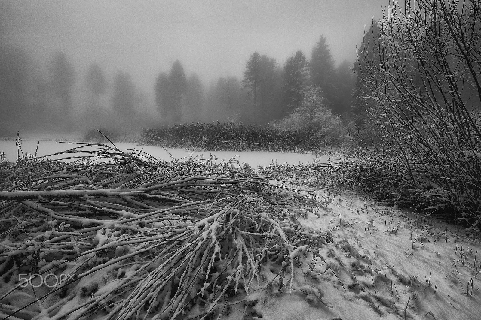 Nikon D810 sample photo. Vogelmoos im winter photography